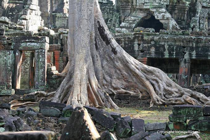 Cheese giant invading the site, Banteay Kdei, Angkor, Cambodia