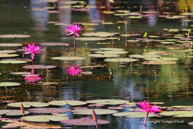 Water lilies in the moat of Banteay Srei, Angkor, Cambodia
