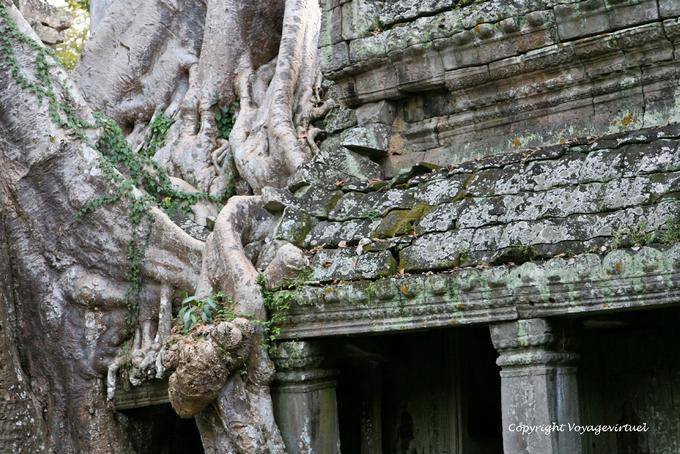 Preah Khan root penetration, Angkor, Cambodia