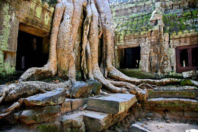 Entrelac roots and walls, Ta Prohm, Angkor, Cambodia
