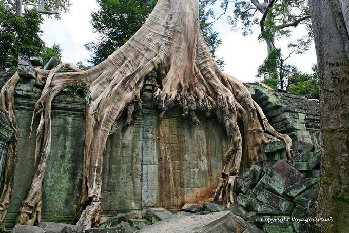 Tree gripping an interior wall, Ta Prohm,, Angkor, Cambodia