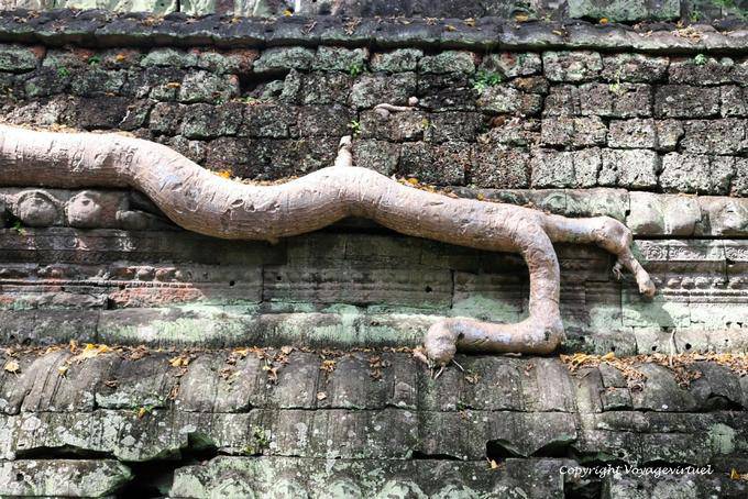 Invasive root, Ta-Prohm, Angkor, Cambodia