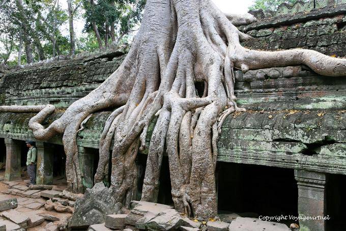 Root tree in the wall of gorupa, Ta Prohm,, Angkor, Cambodia