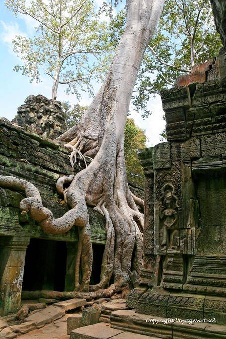 Root Balance, Ta-Prohm, Angkor, Cambodia