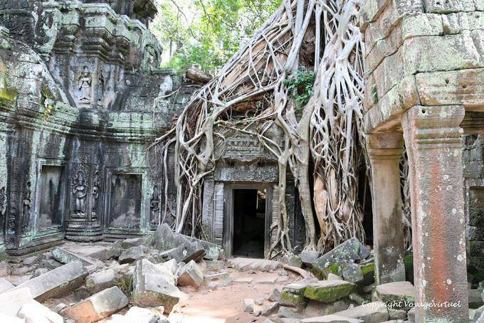 Tangled roots on door, Ta-Prohm, Angkor, Cambodia