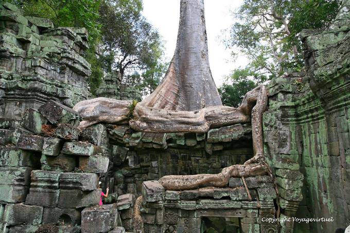 Invasion radical, Ta Phrom, Angkor, Cambodia