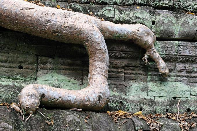 Snake root development, Ta Phrom, Angkor, Cambodia