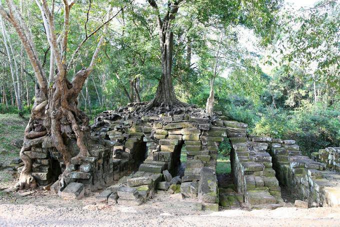 Mixture of ruins and trees entwined roots, Prasat Thom Manon, Angkor, Cambodia