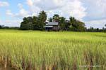 Culture and house on the outskirts of Banteay Samre, Cambodia.