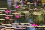 Water lilies in the moat of Banteay Srei, Cambodia.