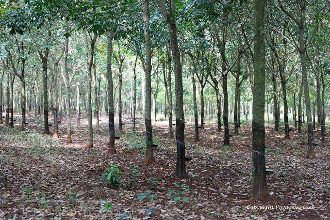 Forest growing rubber trees - Cambodia