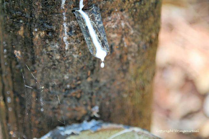 Latex cast in a rubber Culture - Cambodia