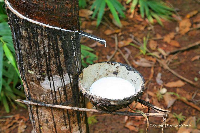Cup to collect the latex of the rubber tree farm - Cambodia