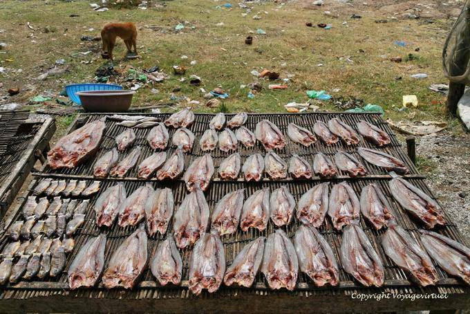 Open fish drying in the sun among the garbage, Phumi Chhlong - Cambodia