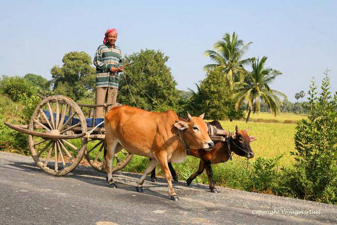 Ox Cart on N7 National Highway towards Krong Kracheh - Cambodia