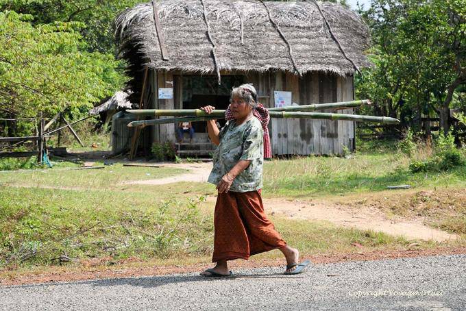 Capita bamboo Snuol region - Cambodia