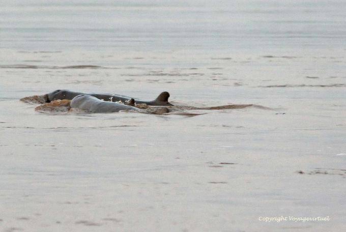 Meet the freshwater dolphins Kracheh (Kratie) - Cambodia