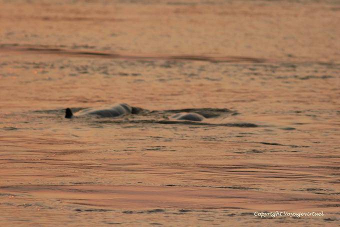 Dolphins running away at sunset, Kracheh (Kratie) - Cambodia