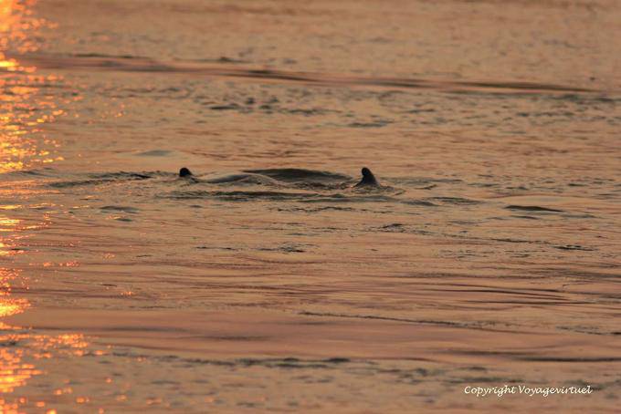 Mekong dolphins Kracheh (Kratie) - Cambodia