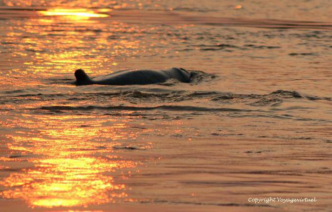 Irrawaddy dolphin, mammal swimming in the waters of the Mekong Kracheh (Kratie) - Cambodia