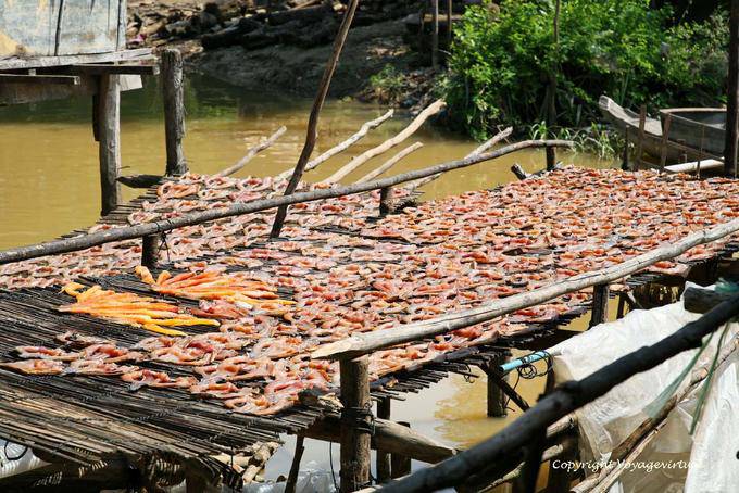 Fish being dried, Siem Reap - Cambodia