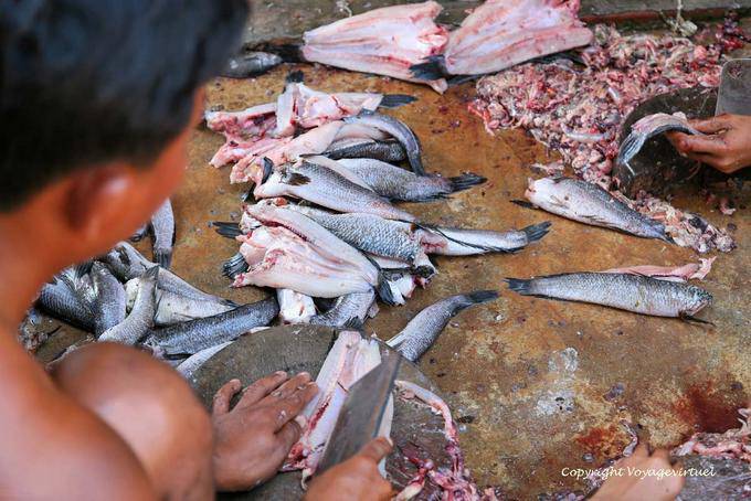 Dump freshwater fish, Siem Reap - Cambodia