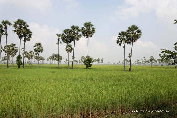 Rice field landscape between Batheay and Skun - Cambodia