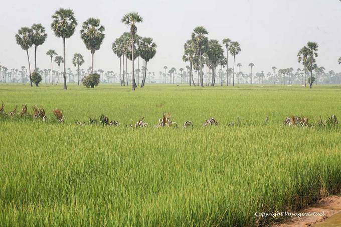 Sugar palms (Thnot) in the middle of a rice field, Skun - Cambodia