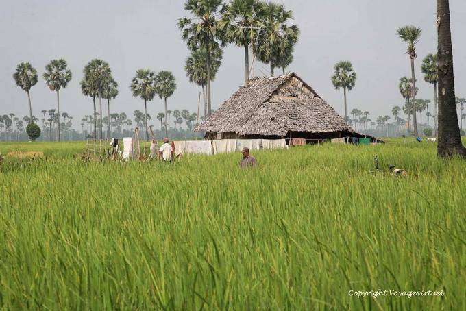 Peasant dwelling the milieu of the rice field, Skun - Cambodia