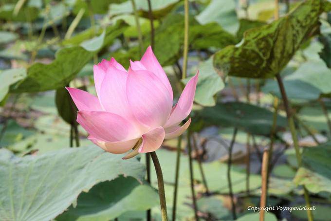 Lotus East (Nelumbo nucifera) Skun - Cambodia