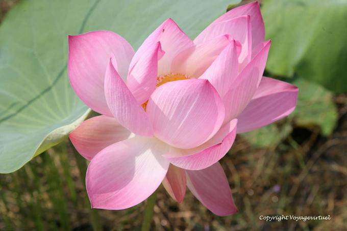 The sacred lotus petals, perennial aquatic plant, Skun - Cambodia