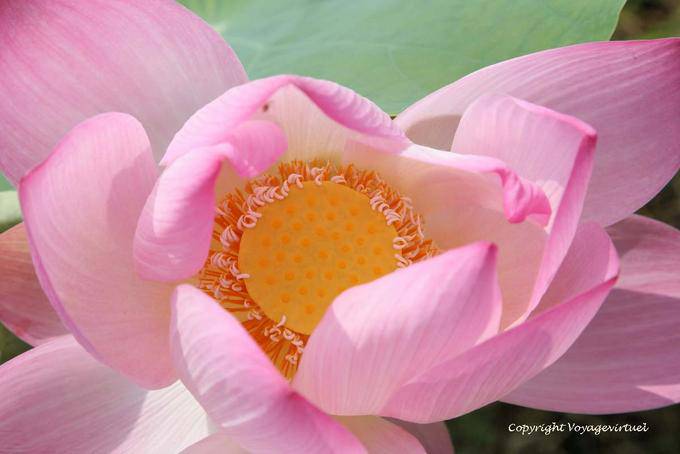 Lotus Flower heart of East Skun region - Cambodia