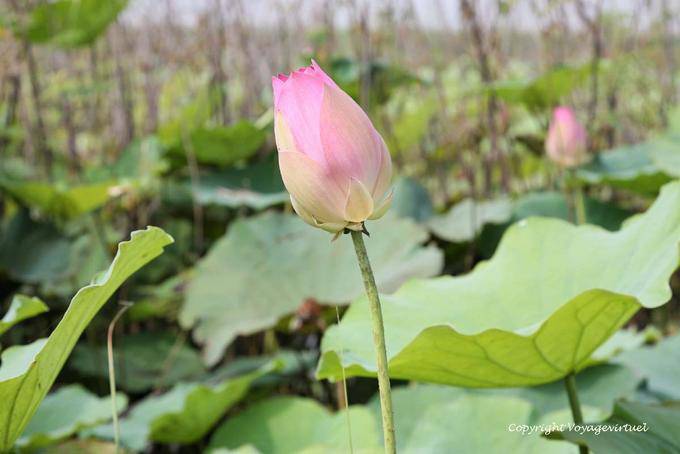 Lotus Bud (Nelumbo nucifera) Skun - Cambodia