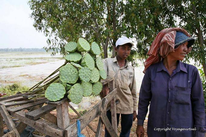 Lily stalks for sale near Batheay - Cambodia