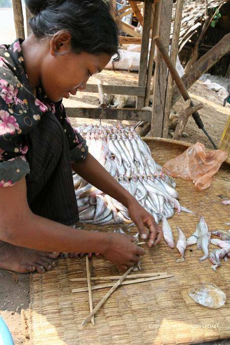 Preparing fresh fish before smoking, around Skun - Cambodia