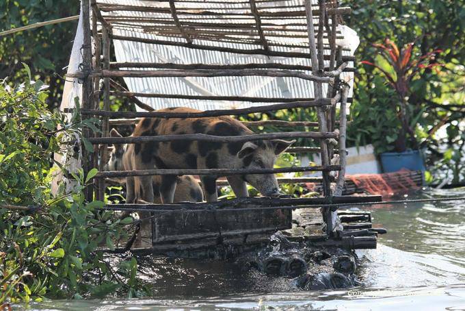 Pigs in a floating lair, Tonle Sap Lake - Cambodia