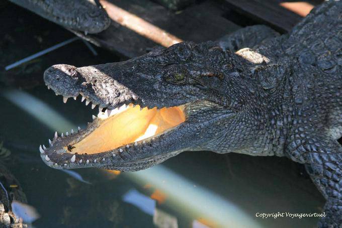 Open mouth Asian crocodile, Tonle Sap Lake - Cambodia