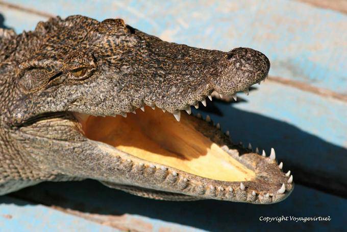 Hungry crocodile on a fish farm the Tonle Sap Lake - Cambodia