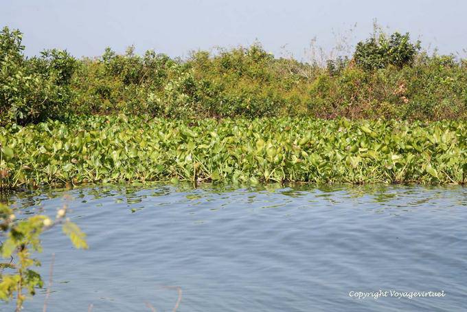Vegetation on the shore of Lake Tonle Sap - Cambodia