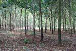 Forest growing rubber trees, Cambodia.
