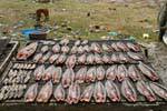 Open fish drying in the sun among the garbage, Phumi Chhlong, Cambodia.