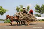 Horse carriage carrying wood along the Mekong, Cambodia.