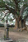 Guardian deity (dvarapala) under the giant tree, Wat Nokor, Kampong Cham, Cambodia.
