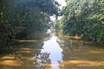 Vegetation, light and shadow on the Siem Reap River, Cambodia.