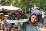 Skun, local specialty, black tarantulas fries (Aping), Cambodia.