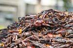 Tray of roasted black spiders, Skun, Cambodia.