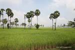 Rice field landscape between Batheay and Skun, Cambodia.