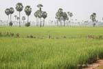 Sugar palms (Thnot) in the middle of a rice field, Skun, Cambodia.