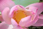 Lotus Flower heart of East Skun region, Cambodia.