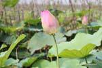 Lotus Bud (Nelumbo nucifera) Skun, Cambodia.